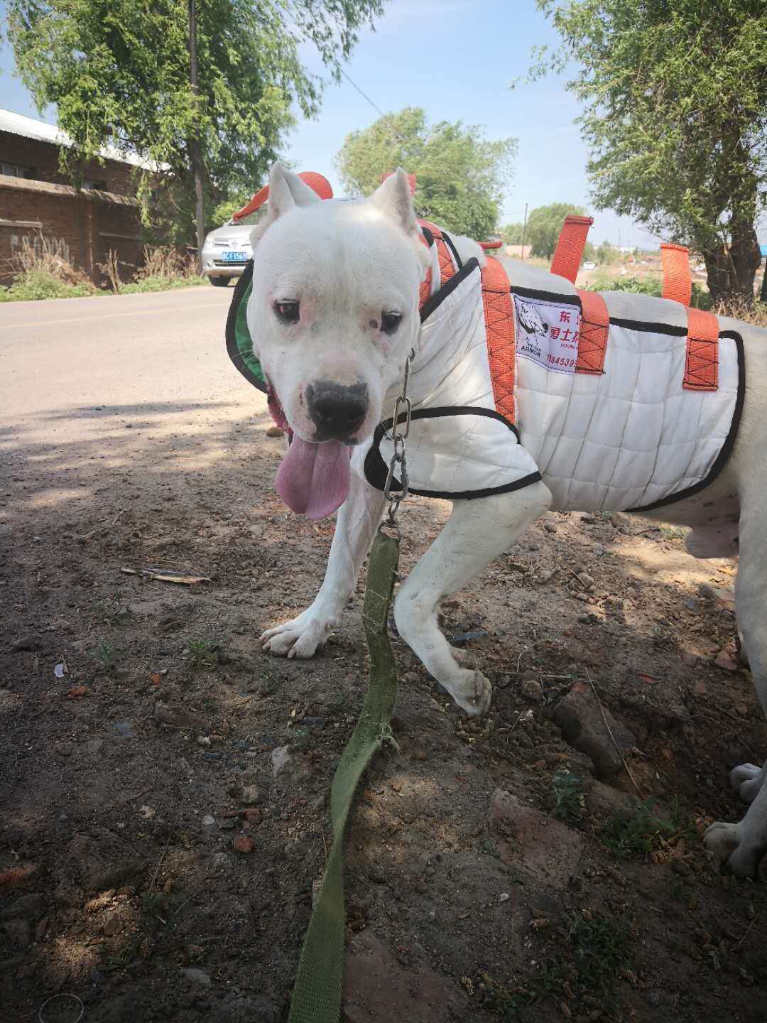 东北勇士护甲猎犬护甲.杜高护甲,比特护甲