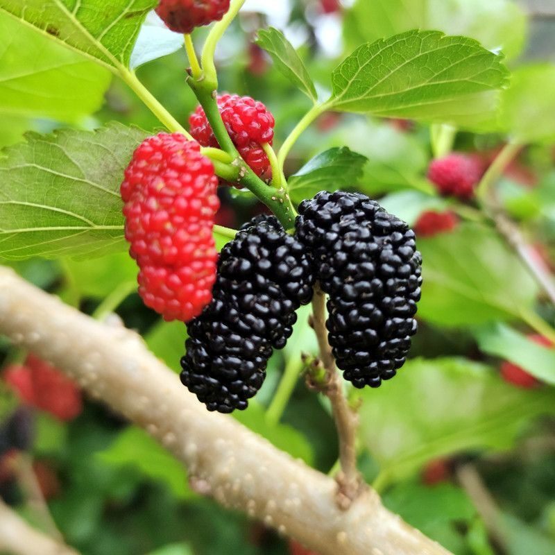 2026春每日现摘发货现发新鲜桑椹黑桑果孕妇水果泡酒鲜桑葚