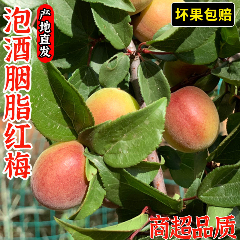2026新鲜胭脂梅5斤水果现摘当季红梅泡酒野生酸梅子梅果整箱包邮0