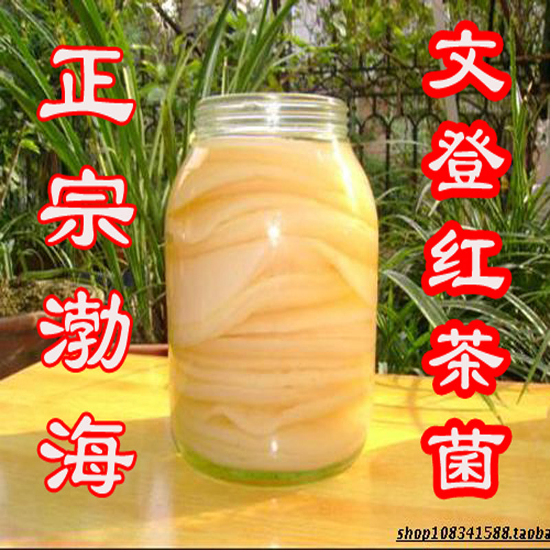 认准产地渤海菌种红茶菌胃宝海宝