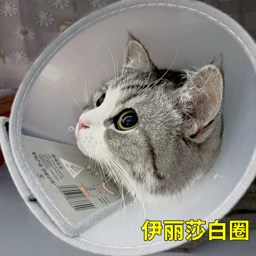 伊丽莎白圈狗狗猫咪项圈