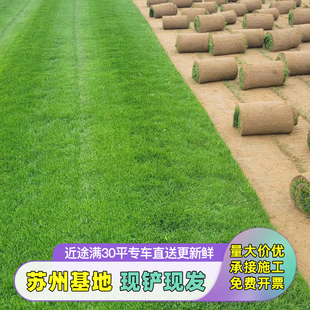 带泥土真草坪别墅庭院花园绿化四季青草皮果岭剪股颖马尼拉百慕大