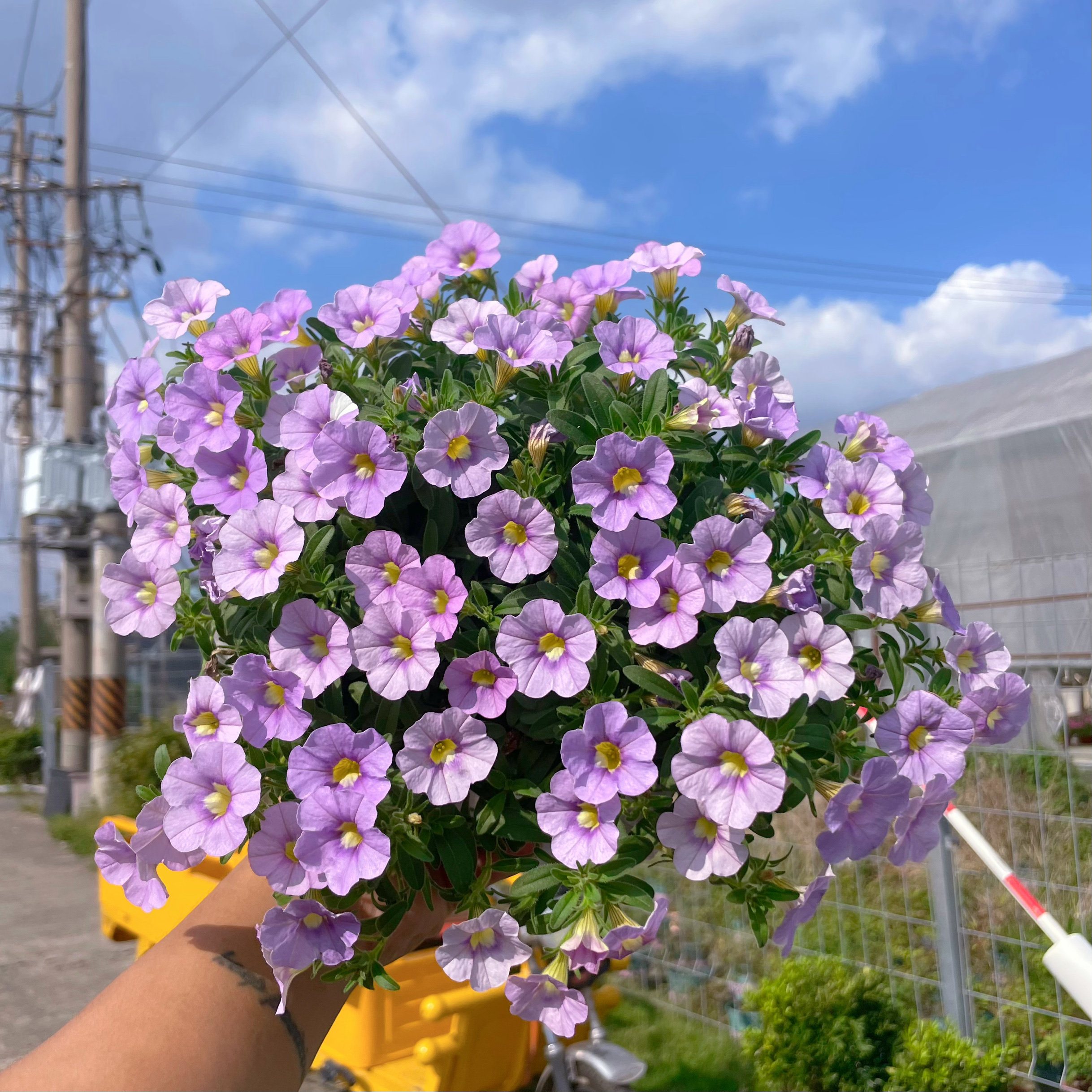 百万小玲盆栽阳台庭院四季花卉垂吊植物花期长易爆盆舞春花带花苗