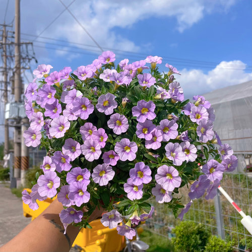 易爆花舞春花喜阳好养