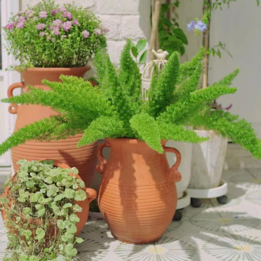 庭院四季地被植物暴晒狐尾天门冬