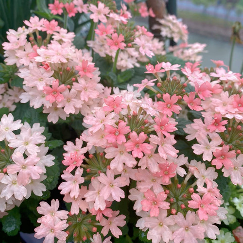 美女樱花苗盆栽带花发货 花期长好养耐寒开花 庭院阳台绿植花卉