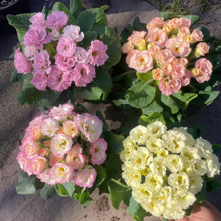 玫瑰报春盆栽 带香味适合阳台环境 耐半荫开花 易爆花 适合室内