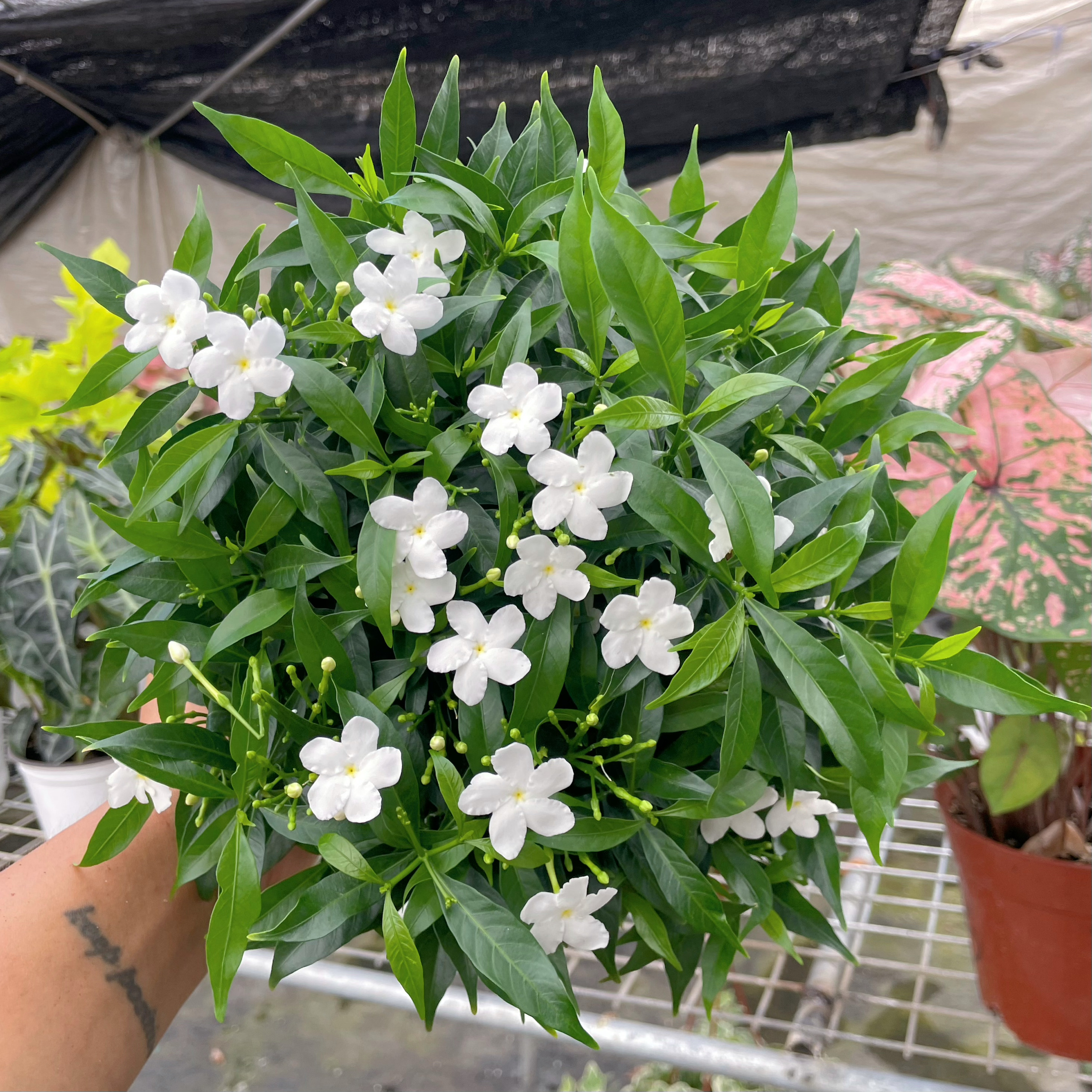 【很耐热的植物】珍珠花盆栽 多年生花卉 耐高温暴晒阳台花园植物