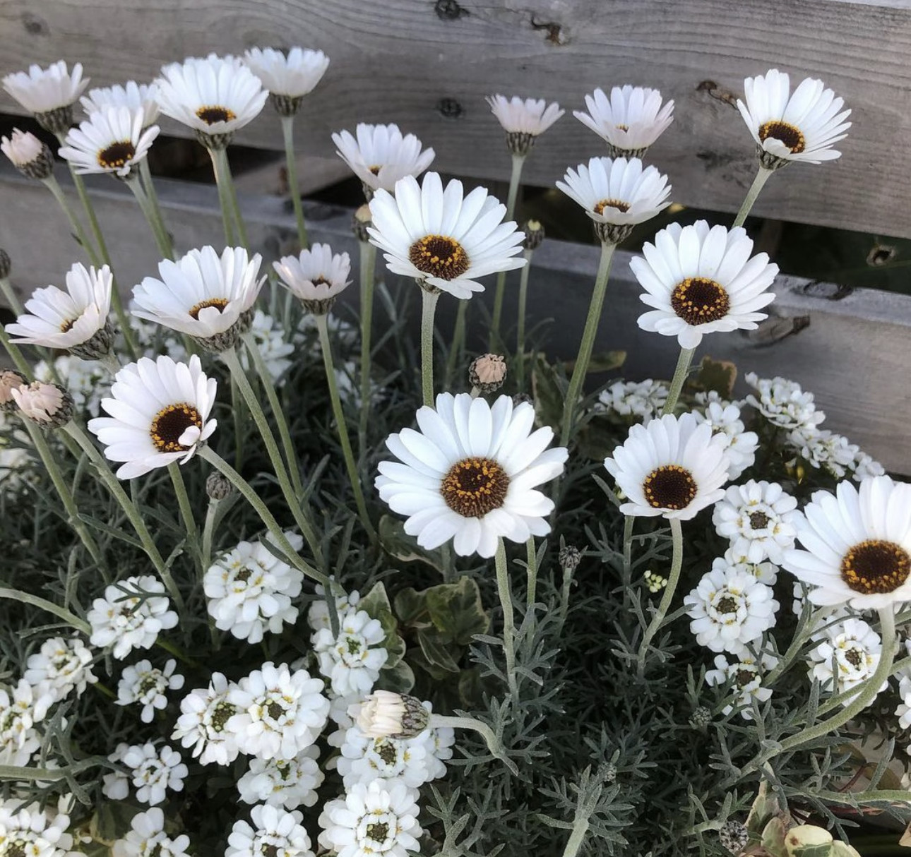摩洛哥雏菊盆栽 杏子果酱品种喜阳春季花卉 多年生地栽植物 好养