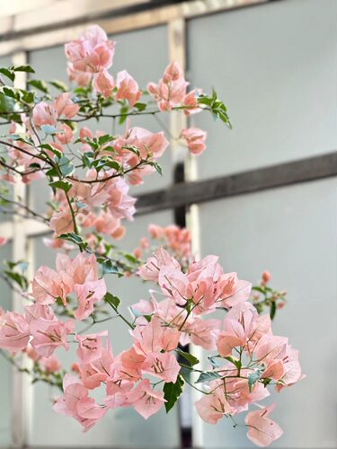 营养土三角梅盆栽 带花四季开花老桩 婆罗洲樱花品种  耐高温暴晒