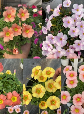 酢浆草ob早花酢浆草盆栽 好养 阳台小盆易爆花 喜阳耐干旱