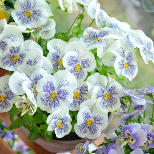 德古拉皱边角堇耐寒庭院阳台冬季