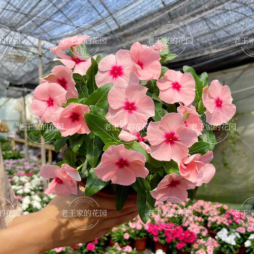 喜阳植物长春花耐高温暴晒