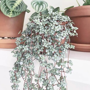 冷水花bb草 高级感绿植 垂钓植物适合阳台 耐热多季节常绿