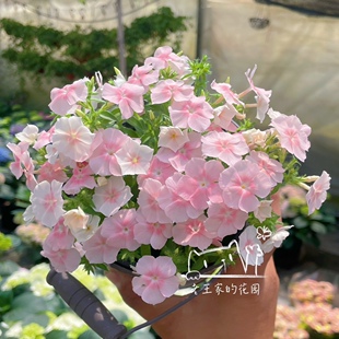 福禄考大苗 爱诗荷兰小姐盆栽丛生室外庭院四季开花好养花镜植物