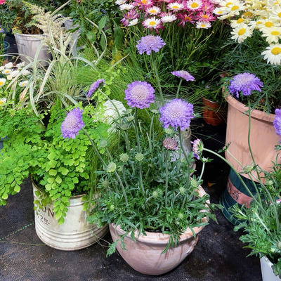 蓝盆花盆栽耐寒多年生宿根植物