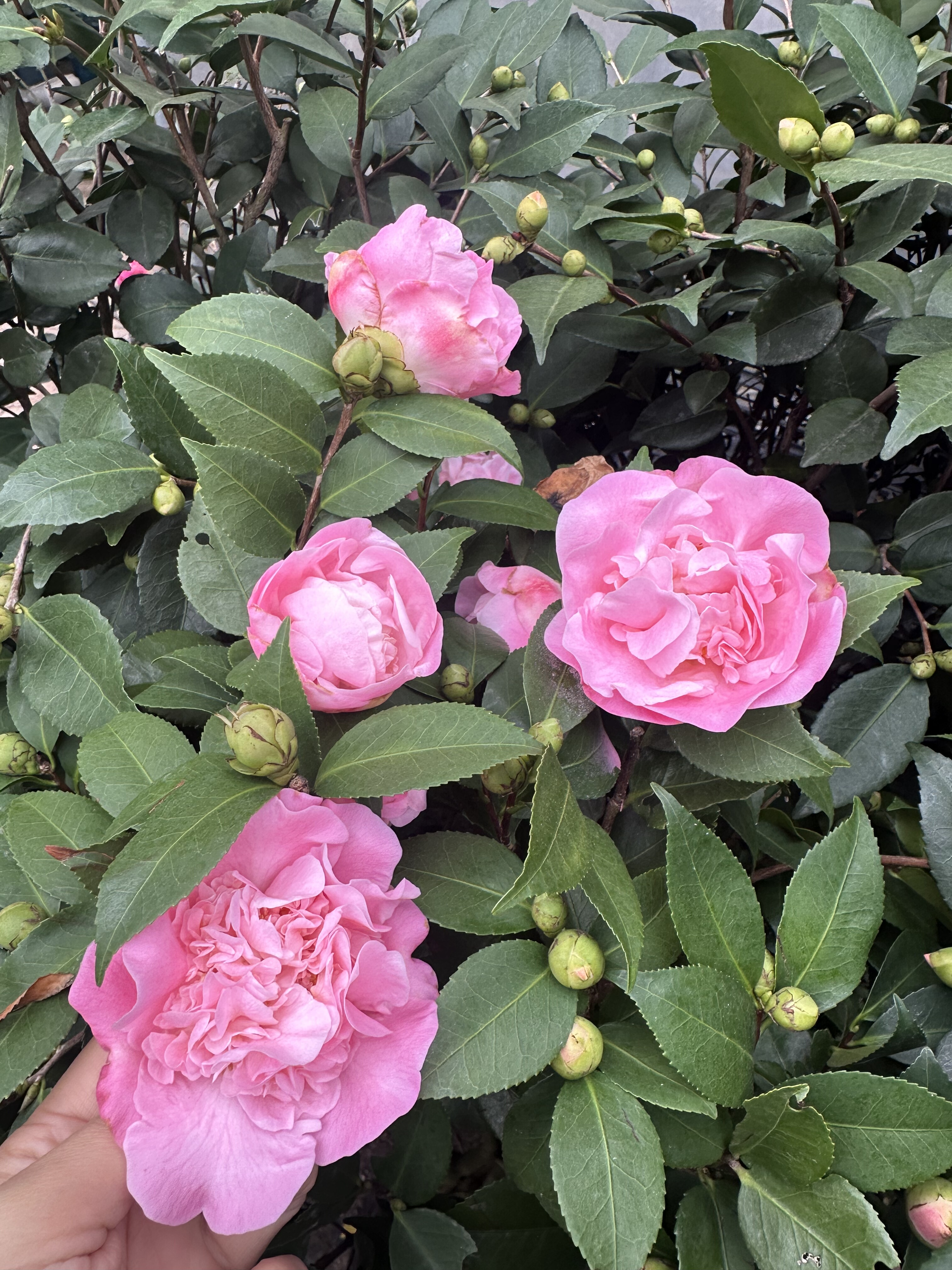 茶花耐寒耐阴花卉盆栽植物阳台庭院花园多年生耐寒花卉