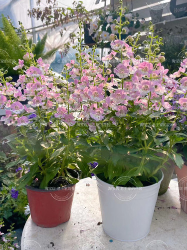 耐高温暴晒花卉香彩雀盆栽
