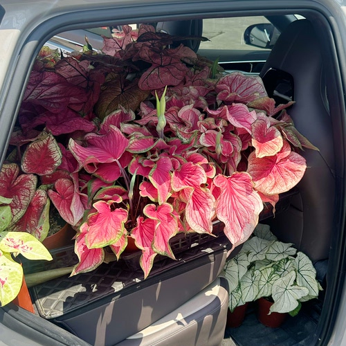种球植物成品盆栽直播专拍