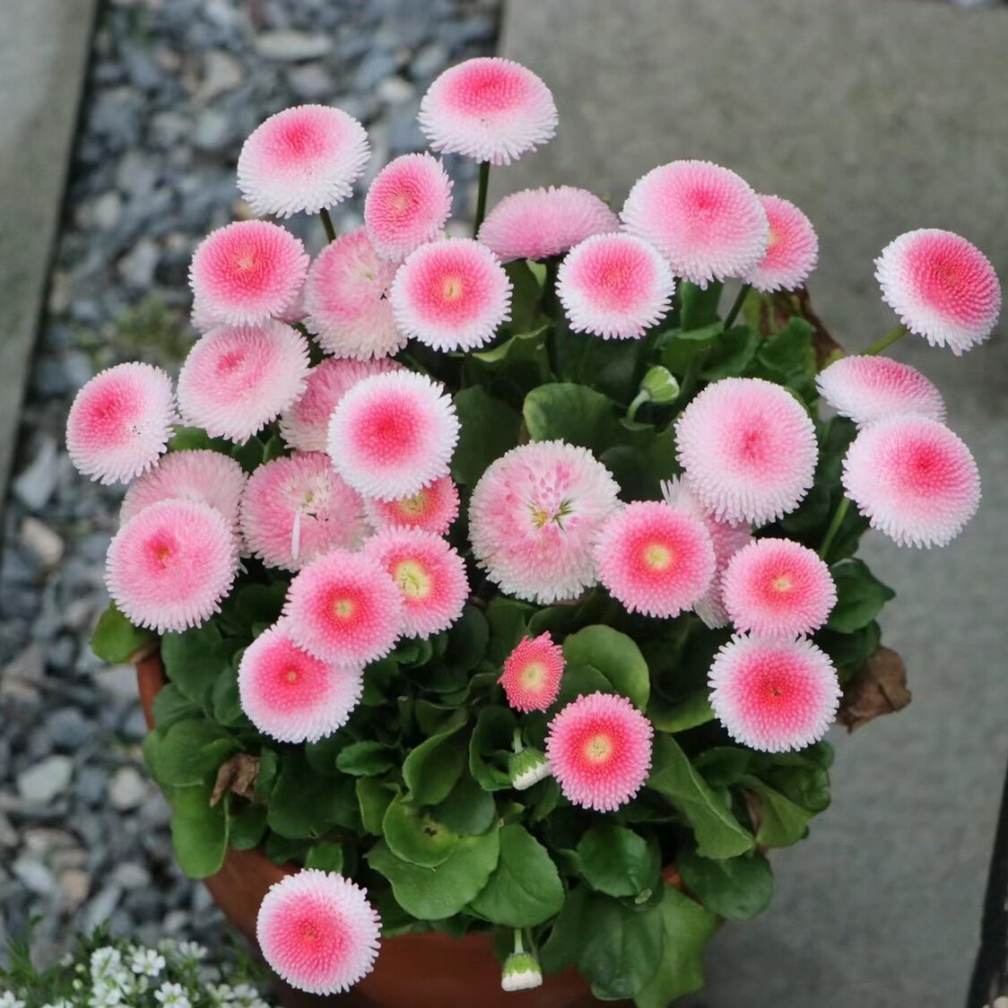 春季爆花小雏菊盆栽 喜阳好养阳台花园花卉 适合新手易爆花盆栽