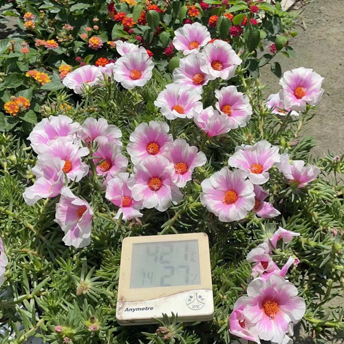 宿根太阳花苗盆栽 大花单瓣太阳花 耐热耐暴晒喜阳耐干旱耐寒垂吊