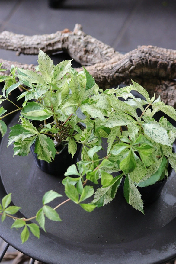 五叶地锦星雨盆栽花叶爬山虎 爬藤垂藤飘枝造型绿植 耐阴耐热耐寒