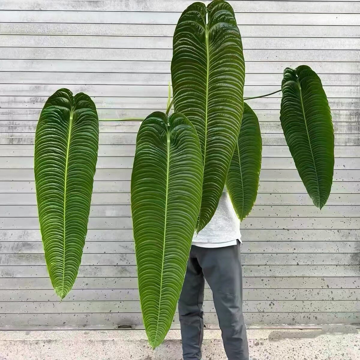 火鹤王花烛网红进口花烛室内大型观叶绿植ins风四季好养盆栽