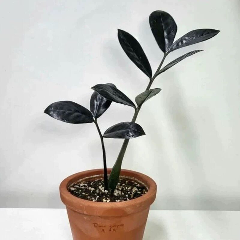 黑色金钱树黑天使黑钻石黑乌鸦稀有品种乌鸦雪铁芋室内绿植物盆栽