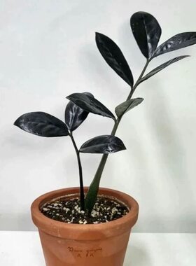 黑色金钱树黑天使黑钻石黑乌鸦稀有品种乌鸦雪铁芋室内绿植物盆栽