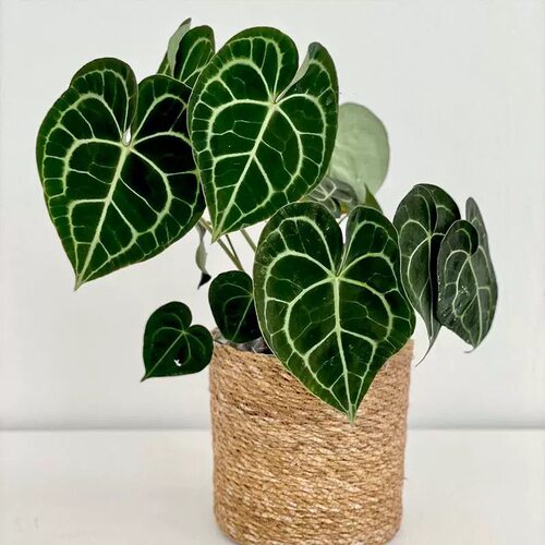 克莱恩花烛 水晶花烛心形绒面质感 热带大型叶片好养观叶植物包邮