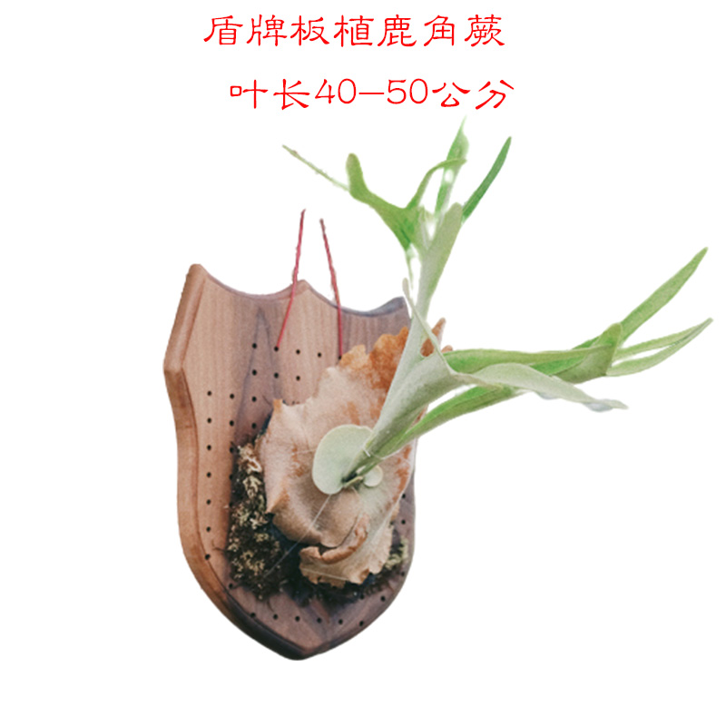 鹿角木板种植盾牌石斛垂吊花盆图片