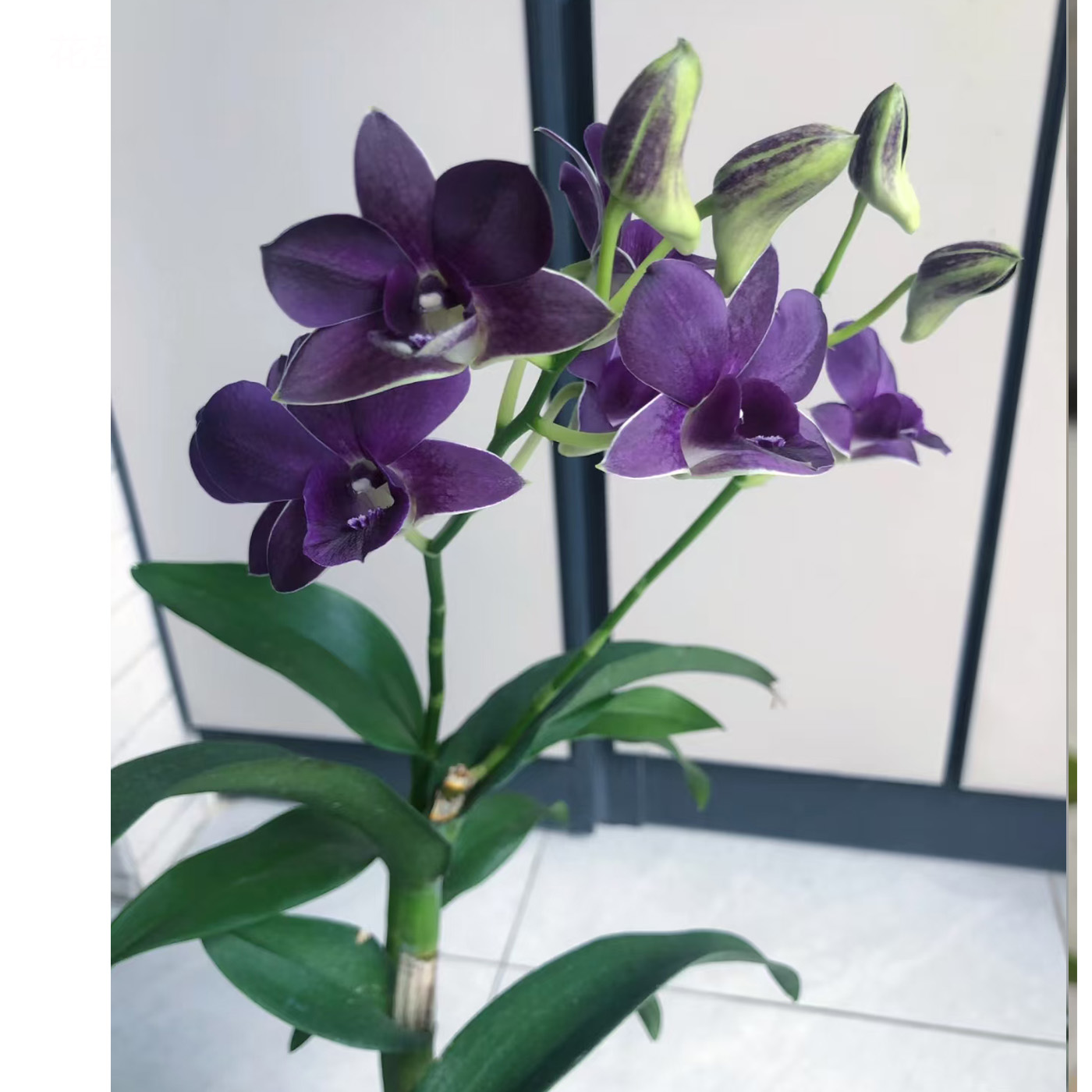 蓝天使秋石斛进口带香味蜡质花