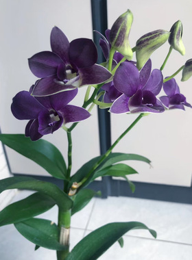 泰秋蓝天使泰国进口秋石斛蜡质感带香味Den.Blue Angel Air-Blue