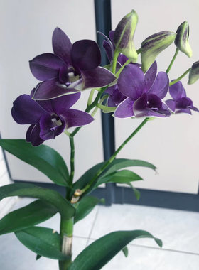 蓝天使秋石斛进口带香味蜡质花