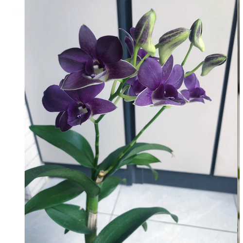 蓝天使秋石斛进口带香味蜡质花