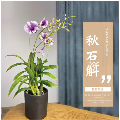 秋石斛价格 秋石斛图片 星期三 秋石斛价格 秋石斛图片 星期三