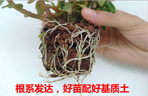 铁皮石斛土发酵腐熟松树皮石斛兰培养基质蝴蝶兰君子兰花营养土 - 封面