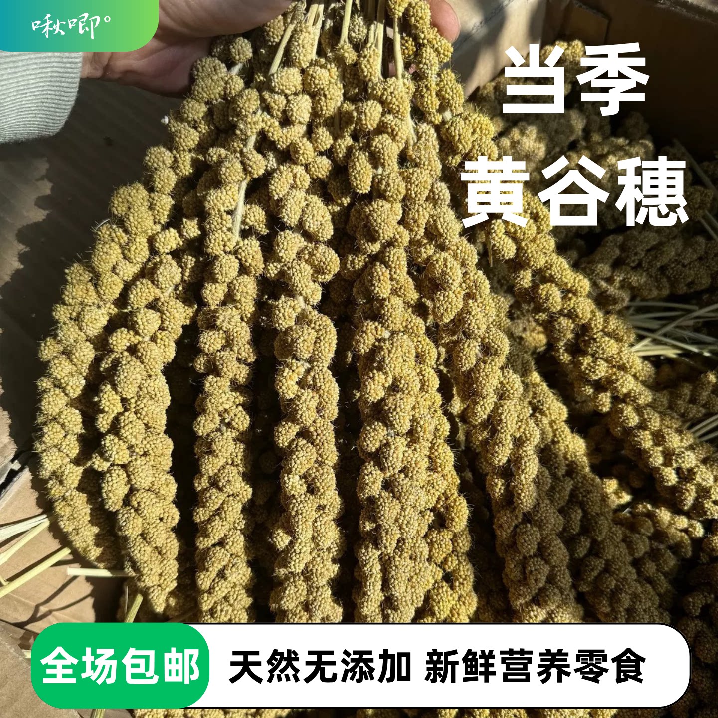 谷穗带壳黄谷子鸟粮饲料零食