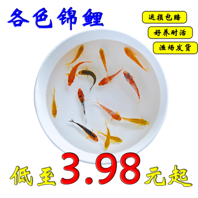 小锦鲤苗好养活淡水冷水包邮包活
