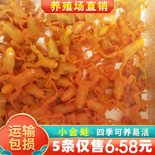 金蛙招财活体宠物蛙龙鱼饲料蛙黄金蛙小金蛙观赏蛙好养爱活易饲养