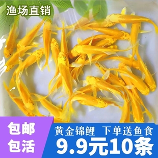 黄金锦鲤活鱼观赏鱼纯种小型淡水好养耐活鱼幼苗风水招财鱼金鱼苗