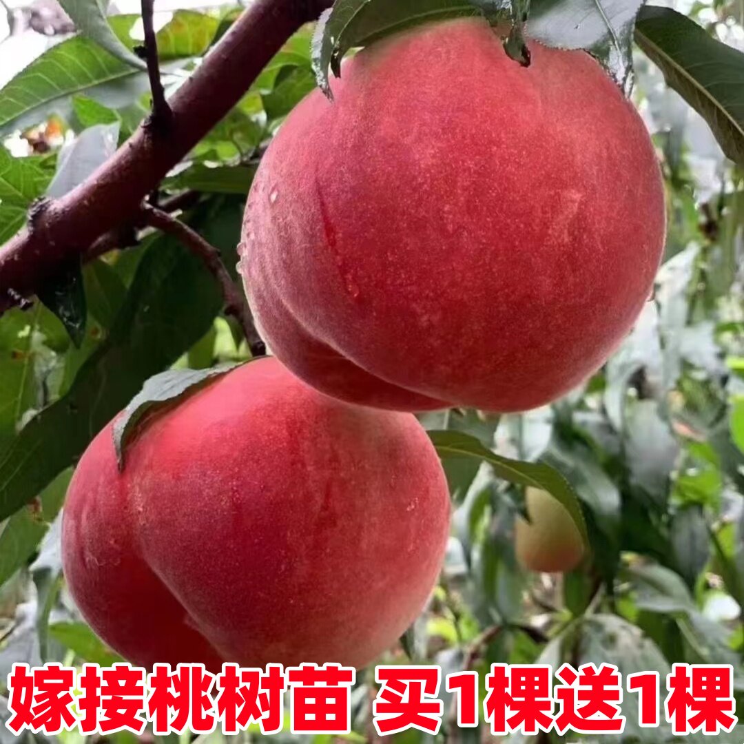 桃树果苗嫁接早熟特大冬桃黄桃水蜜桃苗新品种桃树苗南方北方种植