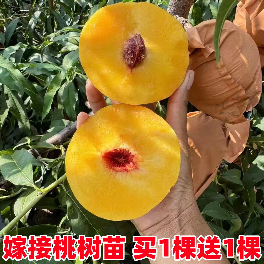 桃树果苗嫁接早熟特大冬桃黄桃水蜜桃苗新品种桃树苗南方北方种植