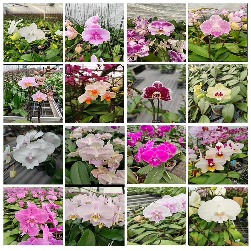 润超蝴蝶兰花卉当年室内好养四季