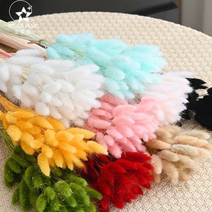 永生兔尾草干花狗尾巴草真花北欧风跨境室内装饰拍摄道具