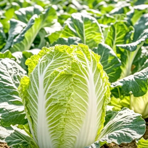 贵州农家自种大白菜叶菜类