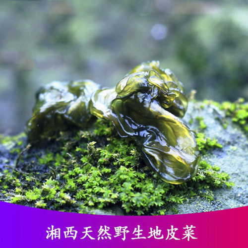 新鲜野生葛仙米地木耳1斤