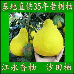 江永香柚冰糖柚比容县沙田柚更甜纯甜柚子湖南永州特产多省包邮
