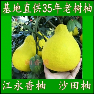 江永香柚冰糖柚比容县沙田柚更甜纯甜柚子湖南永州特产多省包邮