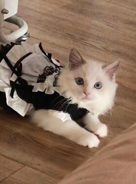 宠物黑色蕾丝公主裙猫猫狗狗猫咪公主装可爱猫衣服猫咪狗狗礼服裙